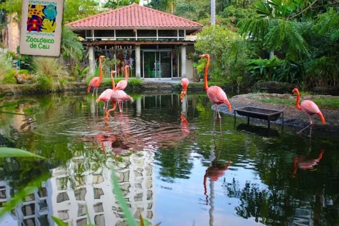 Quindío y Cali desde Bogotá Terrestre 5 días 4 noches – Paquete Turístico en Cali, Valle del Cauca · foto 1