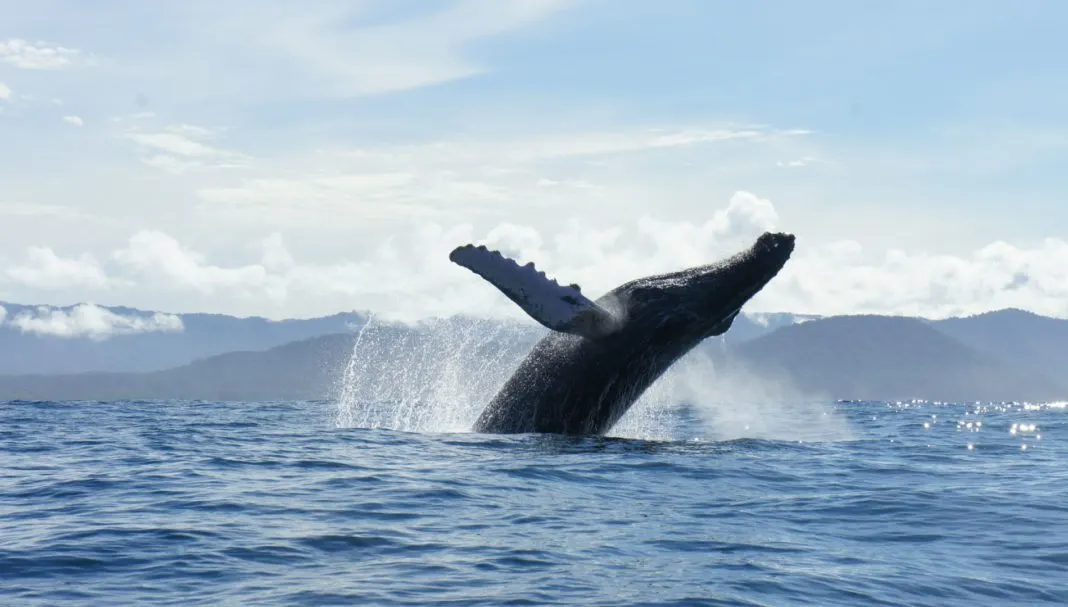 Bahía Solano Temporada de Ballenas desde Bogotá 5 Días 4 Noches – Paquete Turístico en Bahía Solano, Chocó · foto 1