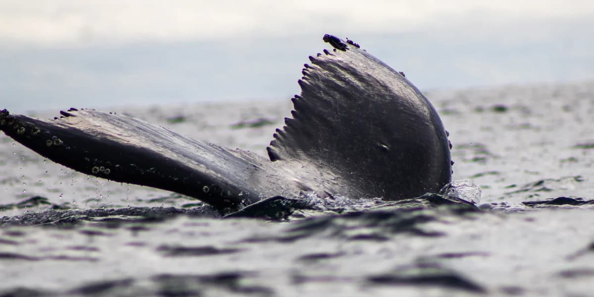 Bahía Solano Temporada de Ballenas desde Bogotá 4 Días 3 Noches – Paquete Turístico en Bahía Solano, Chocó · foto 1