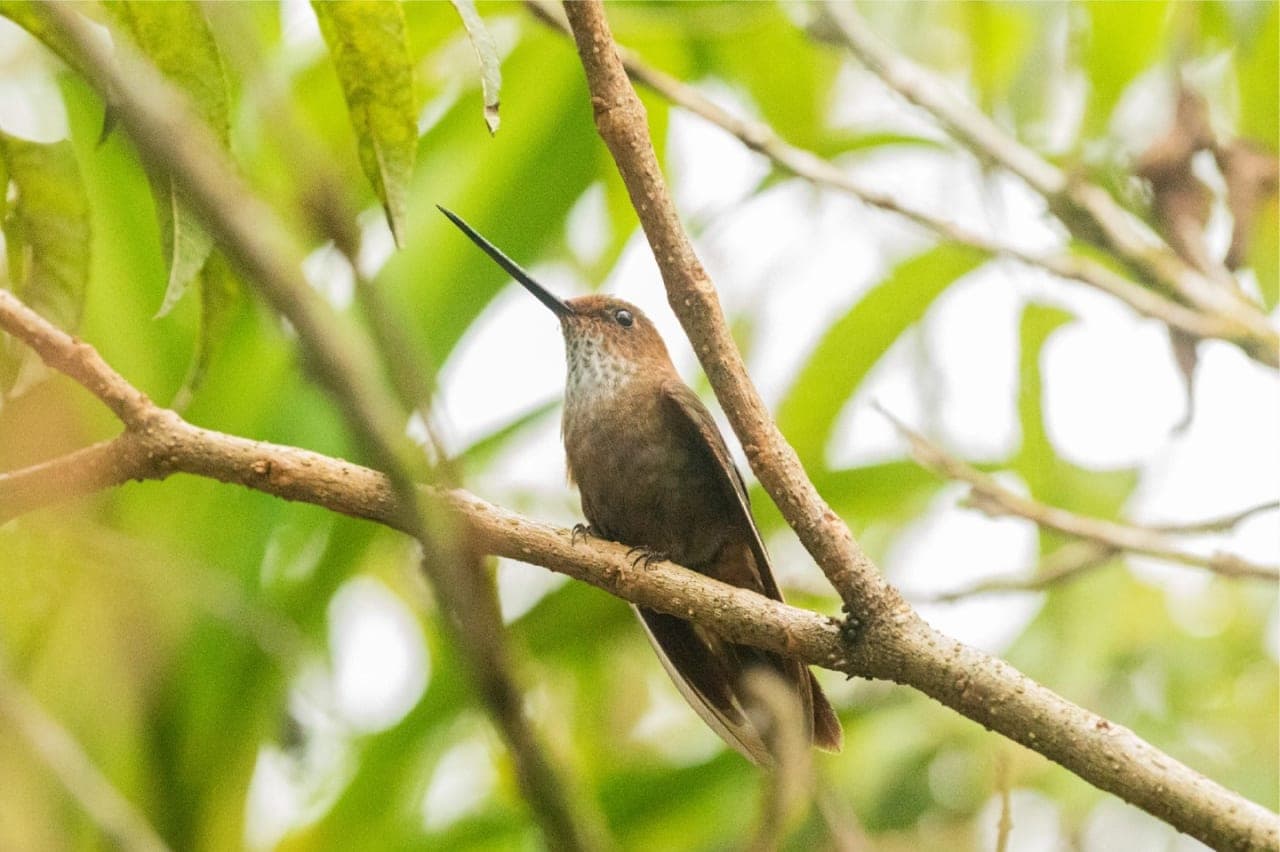 Tour Avistamiento de aves en el Recinto del Pensamiento en Manizales – Parques Temáticos en Manizales, Caldas · foto 1